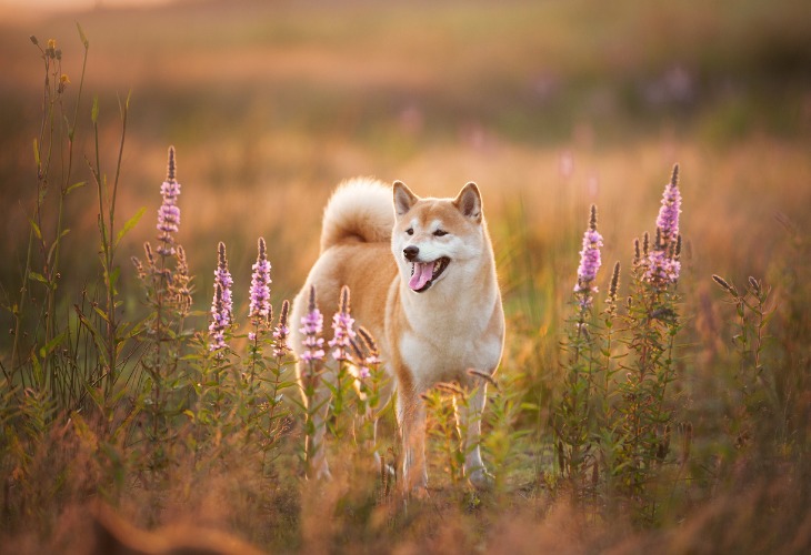 Shiba Inu dans un champs.