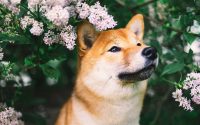 Portrait d'un Shiba Inu dans les fleurs roses.