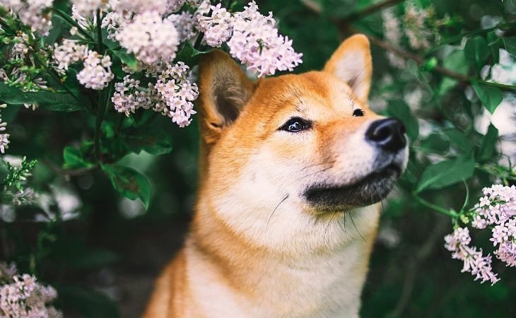 Portrait d'un Shiba Inu dans les fleurs roses.