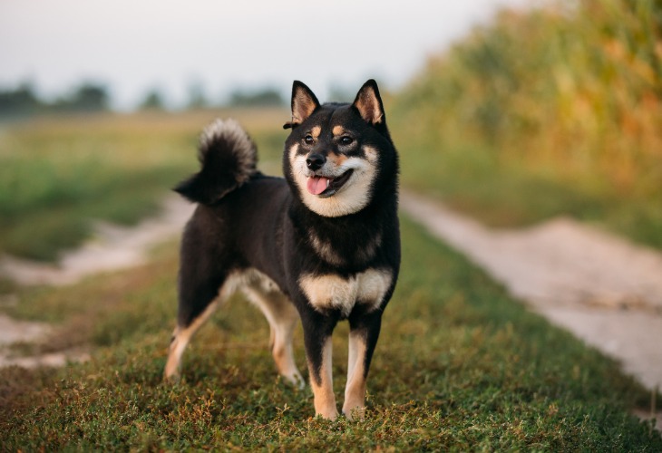 Shiba Inu de couleur noir.