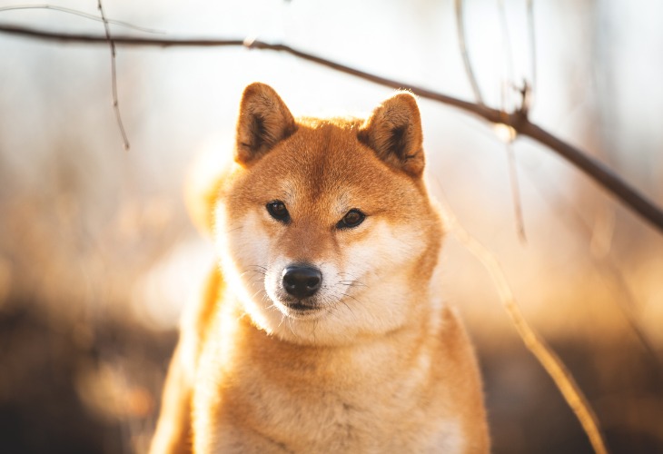 Portrait d'un Shiba Inu dans une forêt.