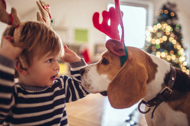 Beagle qui joue avec un enfant