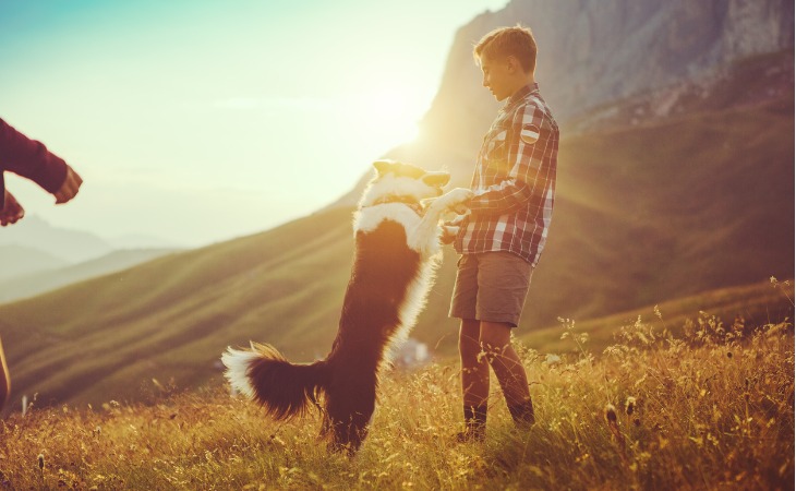 Border Collie et un enfant qui jouent au coucher du soleil