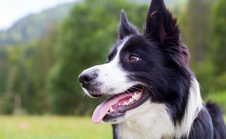 Border Collie avec la gueule ouverte