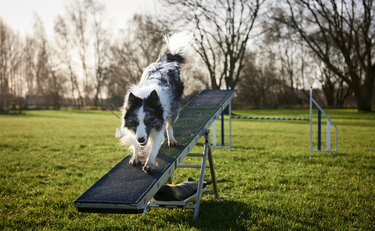 Border Collie qui pratique l'agility