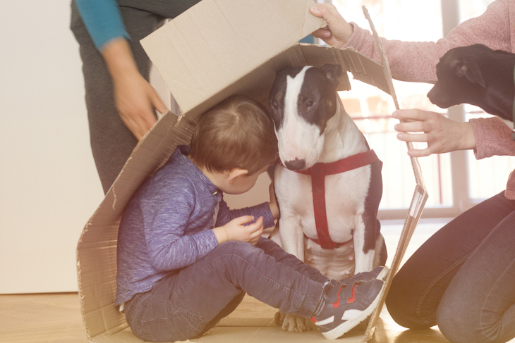 Bull Terrier qui joue avec un enfant