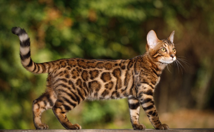 Chat Bengal