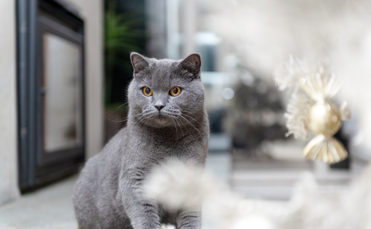 Chat British Shorthair