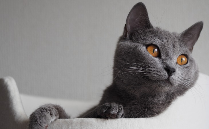 Chat Chartreux dans son panier