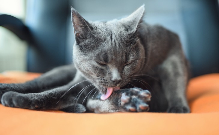 Pourquoi Mon Chat A Des Croutes Hello Animaux