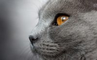 Chat Chartreux aux yeux dorés