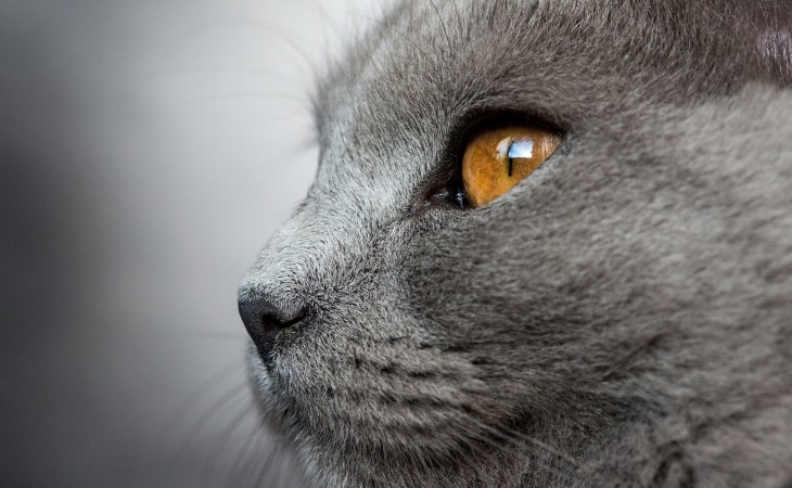 Chats Gris 5 Magnifiques Races A Decouvrir Hello Animaux