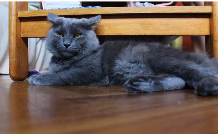 Chat Nebelung