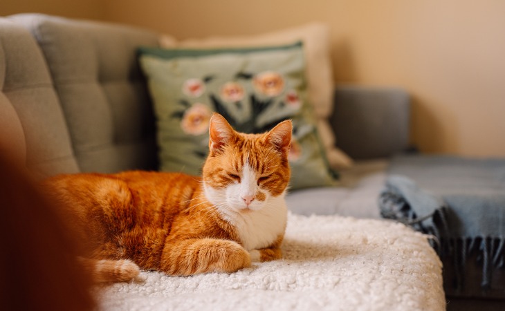 Chat roux qui s'endort sur le canapé