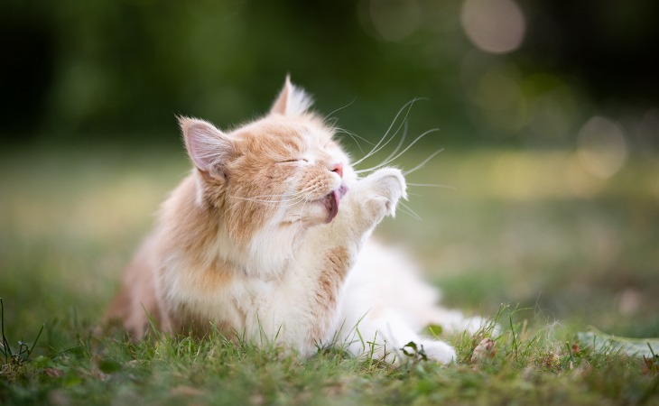 Chat roux qui se lèche