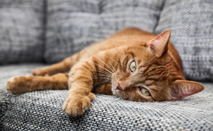 Chat roux aux yeux verts allongé sur le canapé