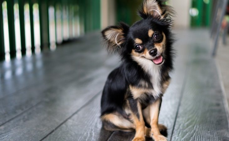 Chien de race Chihuahua couleur noir et feu.