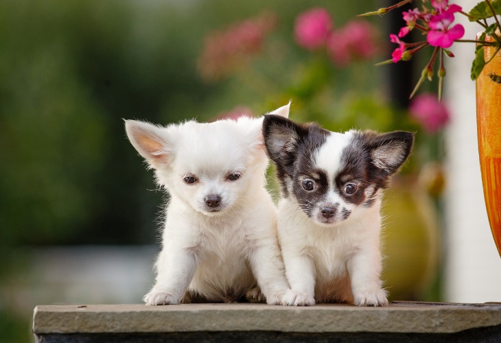 Chiots Chihuahua blancs et noir.