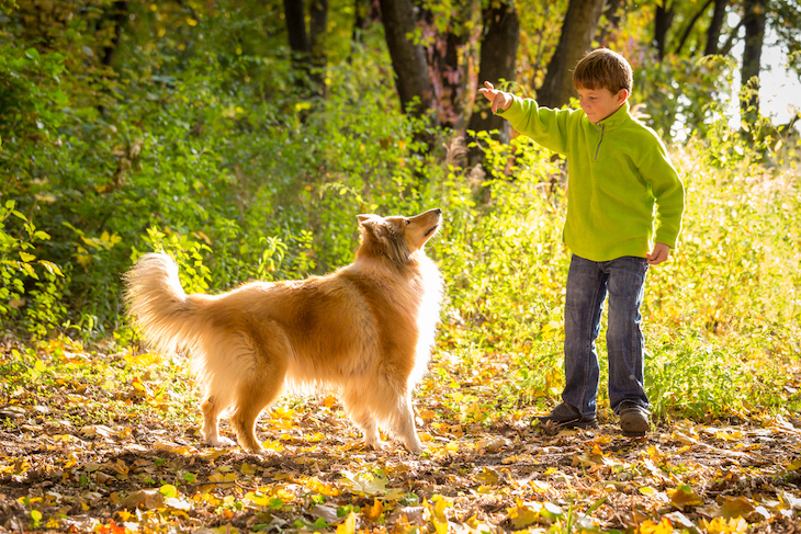 Chien Colley qui joue avec un enfant