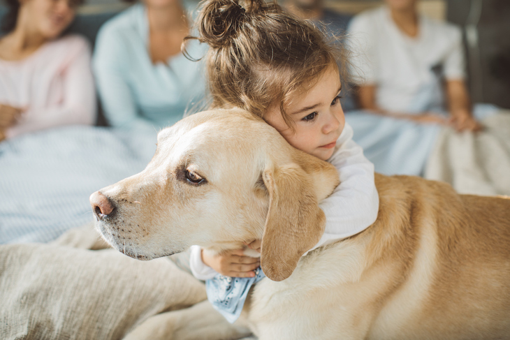 Une enfant qui câline un Labrador Retriever