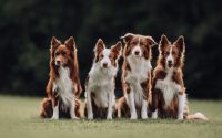 Quatre Border Collie à la robe marron et blanche