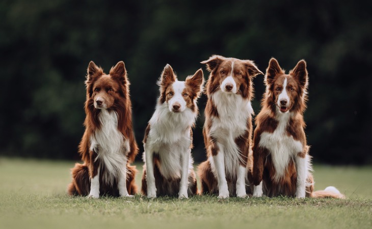 Quatre Border Collie à la robe marron et blanche