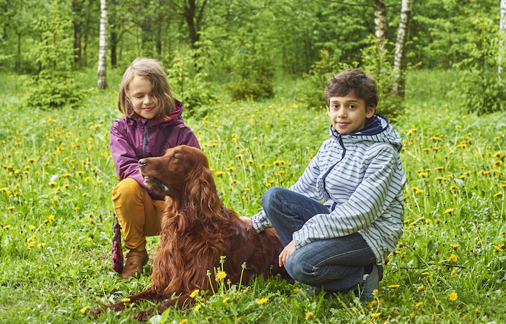 Setter irlandais dans la nature avec des enfants