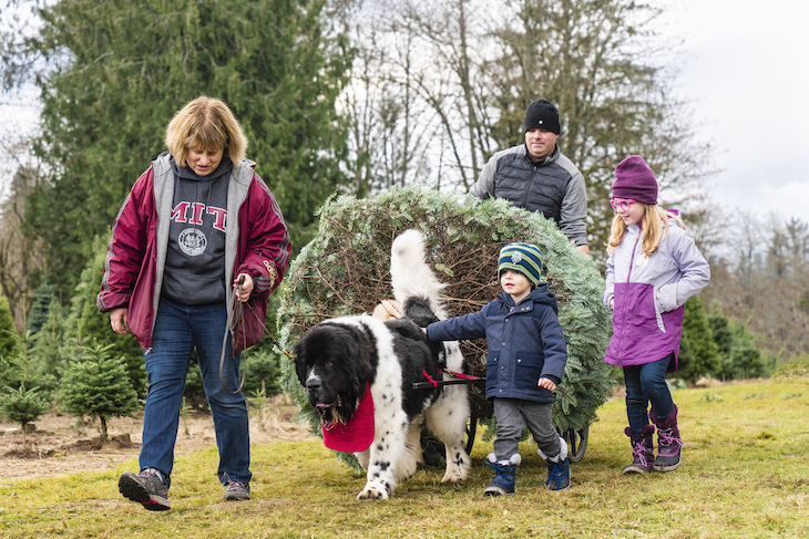 Terre-Neuve qui aide à porter le sapin de Noël en famille