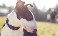 Chien de race Bull Terrier de couleur noir et blanc.