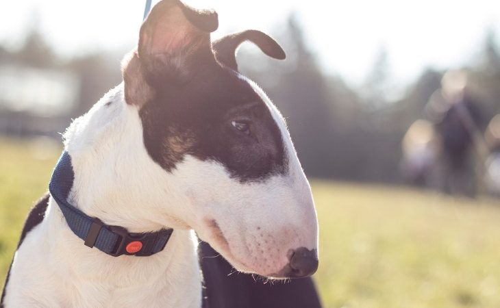 Chien de race Bull Terrier de couleur noir et blanc.