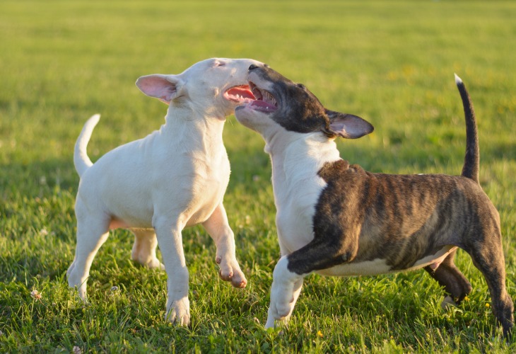 Deux chiens Bull Terrier qui jouent ensemble.