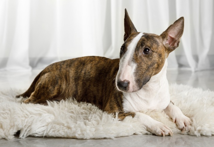 Chien Bull terrier de couleur blanc et marron.