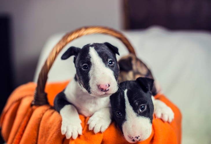 Deux chiots Bull Terrier de couleur noir et blanc.