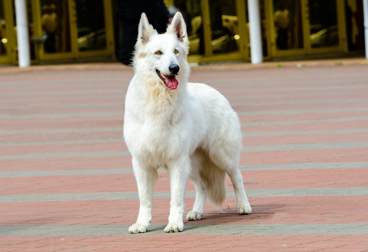 Chien berger blanc suisse debout.