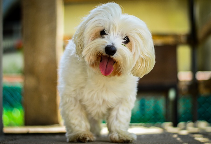 Le bichon maltais fait partie des chiens blancs.