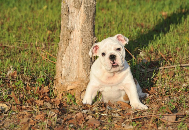 Chiot Bouledogue anglais blanc.