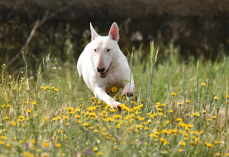 Bull Terrier blanc courant dans les herbes.