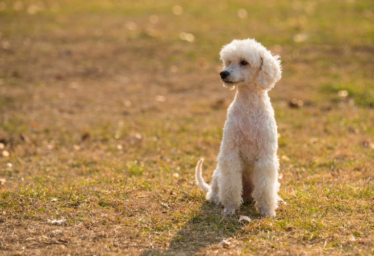 Chien de race caniche de couleur blanc.