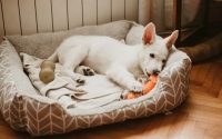 Chiot blanc allongé dans son panier mâchant un jouet.