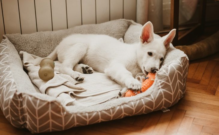 Chiot blanc allongé dans son panier mâchant un jouet.