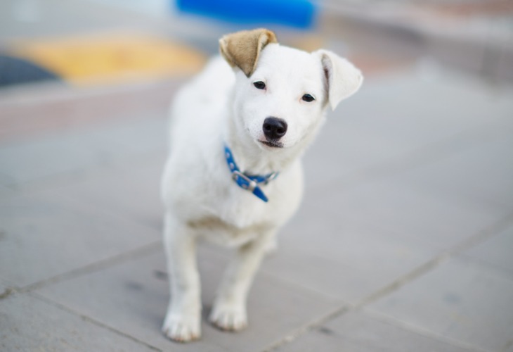 Chien Jack Russell blanc avec une oreille marron.