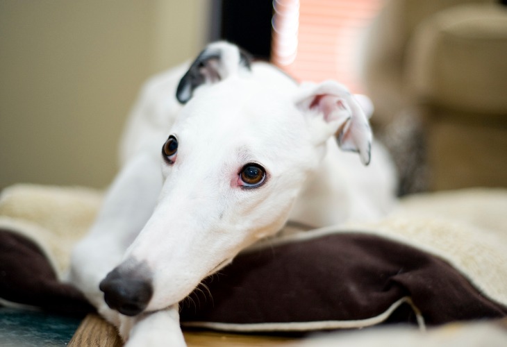 Lévrier Whippet blanc allongé.