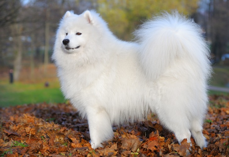 Chien Samoyède dans les feuilles d'automne.