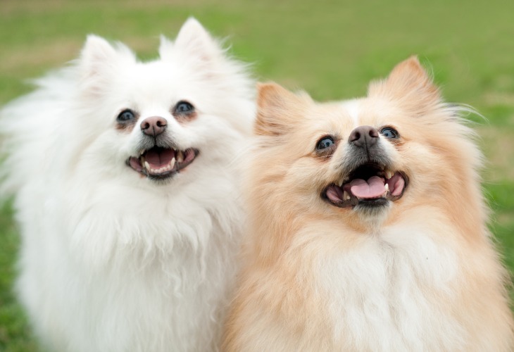 Chiens spitz pomeraniens blancs.