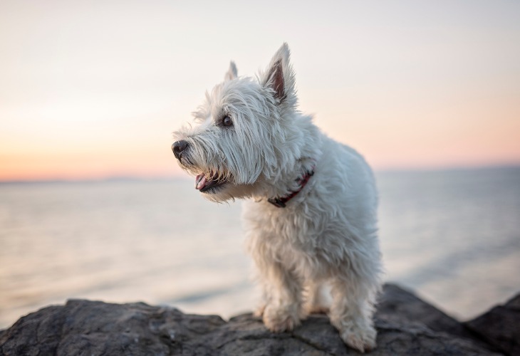 Chien Westie au coucher du soleil.