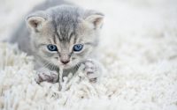 chat qui masse avec ses pattes avant