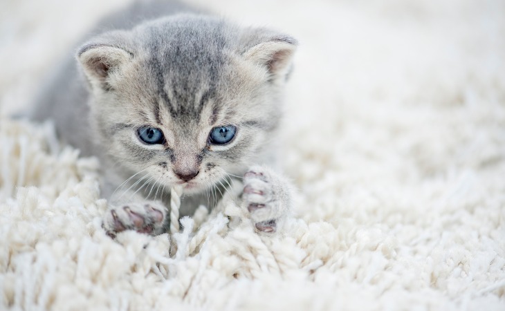 chat qui masse avec ses pattes avant