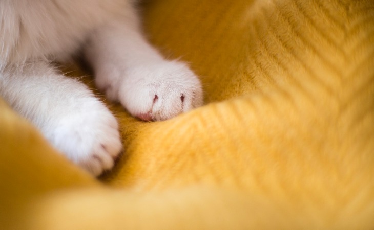 Chat qui pétrit avec ses pattes avant