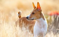 Chien de race Basenji debout dans un champs.