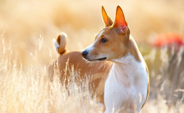 Chien de race Basenji debout dans un champs.